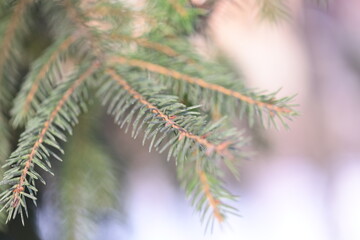 A detailed view of a pine tree branch with needles and bark.