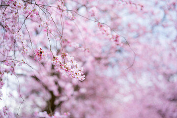 Sakura blossom park in European city. Trees with pink flowers. Beautiful spring landscape background.