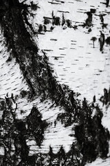 A black and white image of a tree trunk.