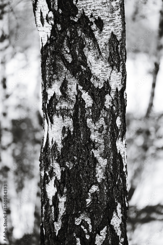 Poster A close-up shot of a tree trunk in monochrome, highlighting the texture and pattern.