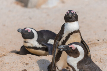Obraz premium Cute penguins in a bay close to Simon's bay in south africa. Sanctuary or colony of penguins next to the giant stone boulders. Sunny warm day