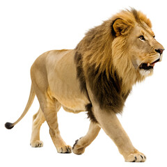 Obraz premium Majestic Male Lion Standing Isolated on Transparent Background