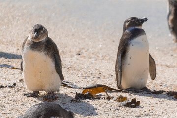 Cute penguins in a bay close to Simon's bay in south africa. Sanctuary or colony of penguins next to the giant stone boulders. Sunny warm day.