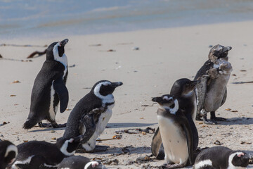 Cute penguins in a bay close to Simon's bay in south africa. Sanctuary or colony of penguins next to the giant stone boulders. Sunny warm day.