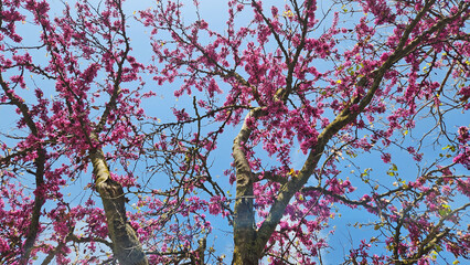 The Judas tree (Cercis siliquastrum), offering its shyly pinkish purple flowers before its leaves, is undoubtedly one of the leading stars of Mediterranean spring.