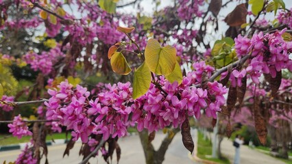The Judas tree (Cercis siliquastrum), offering its shyly pinkish purple flowers before its leaves,...