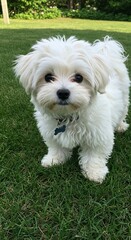Adorable Bichon Frise Puppy Standing on Green Lawn in Natural Light