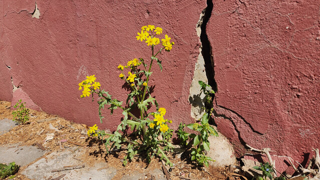 Nature never gives up its fight against all odds: Here is an Eastern groundsel (Senecio vernalis) clinging to life in a crack in the city wall.