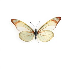 Delicate elf butterfly with translucent wings, gently landing on a pristine white background, nature, image
