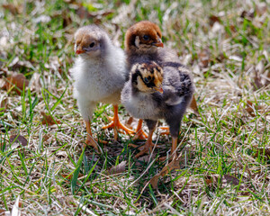 Three baby chickens standing close together 