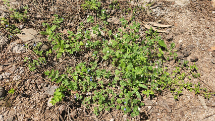 With its pale, delicate white flowers, Pale speedwell (Veronica cymbalaria) is one of the tiny beauties of spring