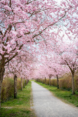 Sakura blossom park in European city. Trees with pink flowers. Beautiful spring landscape background.