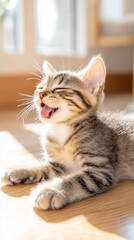 Fototapeta premium Adorable Tabby Kitten Yawning in Sunlight