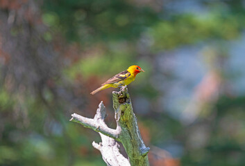 Western Tanager in the Forest