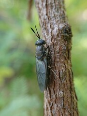 Black Soldier Fly Photo Details