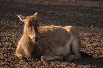 A deer with light brown fur is lying down on a dirt ground, looking towards the left side of the frame with its eyes partially closed
