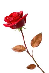 A single, vibrant red rose, petals unfurled, isolated against a pure white background, scarlet, elegance, greeting card