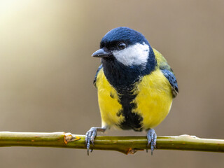 A great tit sits on a willow branch.