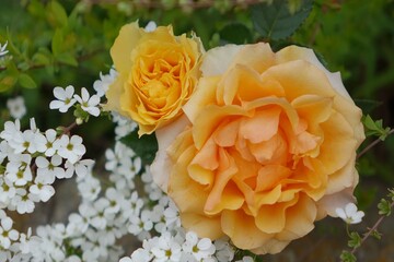 yellow roses in garden
