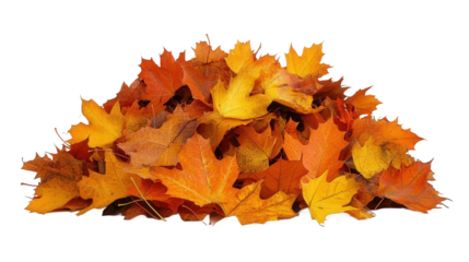 Autumn Leaves Pile Autumnal Season