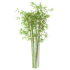 Tall Bamboo Plant with Green Leaves Isolated on Transparent Background