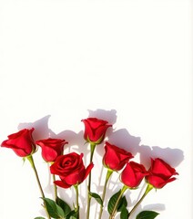 Obraz premium Red rose bouquet shadow on white canvas, stems visible, shape, stock photo
