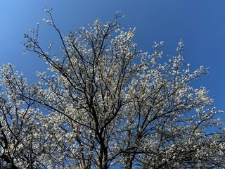 Close-up flower of Chickasaw plum (prunus angustifolia). Prunus angustifolia, known commonly as Chickasaw plum, Cherokee plum, Florida sand plum, sandhill plum, or sand plum.
