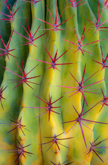 close up of barrel cactus