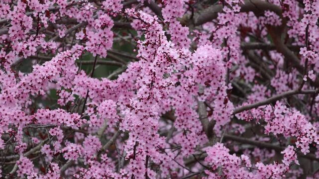 Cherry Blossoms in the Spring