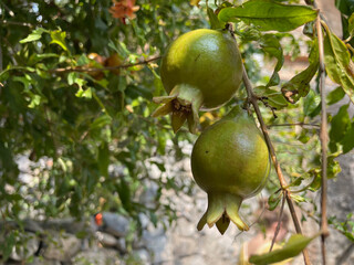 Ripe Pomegranates Growing on the Tree in a Lush Orchard, Oman - Close Up of Fresh Juicy Fruits Ready for Harvest in the Middle Eastern Sunlight