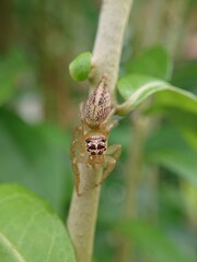 Colonus is a genus of spider in the jumping spider family