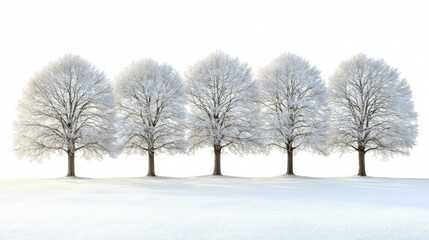 A row of trees covered in snow on a snowy field