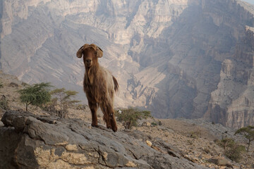 Wild Mountain Goat Stands on Rocky Cliff Overlooking Rugged Canyon Landscape in Jebel Shams, Oman's...
