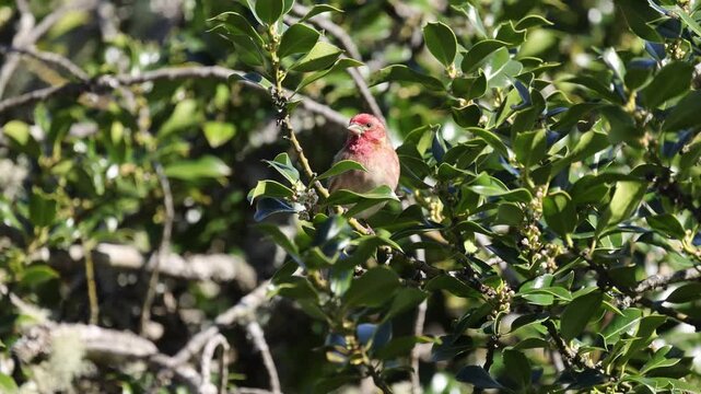 Red Bird in A Holly Tree