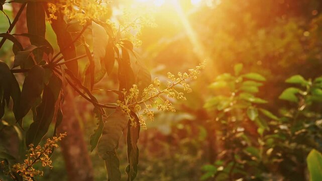 Cinematic nature video during sunrise (Mango Flower) 
