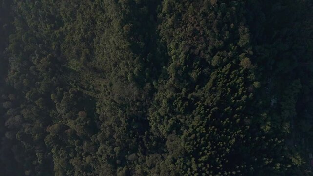 mist-covered pine, fir, and oak woodlands, rich with Himalayan biodiversity. One of the oldest sanctuaries in India, located just 10 km from Darjeeling town. Drone View, 4 k.	