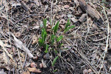 Ramp plant with pieces of acorns at Linne Woods in Morton Grove, Illinois