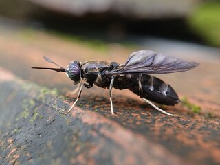 Hermetia illucens aka black soldier fly.