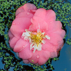 Camellia Flower Floating on Water Surface floating in water surrounded by green duckweed.