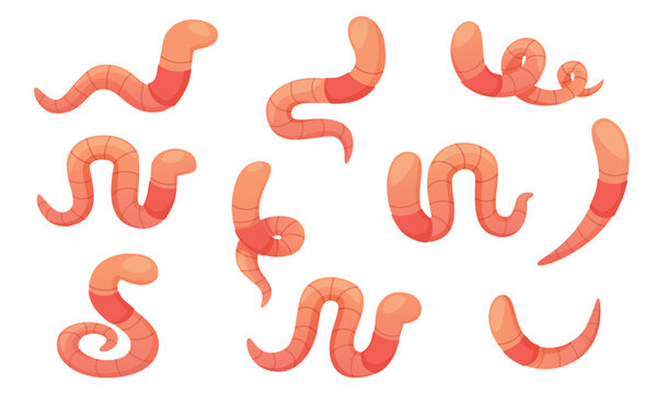 Vector set of cartoon worms in different poses. Crawling pink earthworm. Garden worm of different shapes, different types of movement, twisted, wrapped, useful insect.