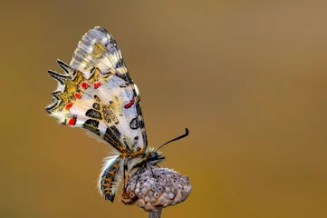 Gordijnen Macro shots, Beautiful nature scene. Closeup beautiful butterfly (Eastern Festoon) sitting on the flower in a summer garden. © blackdiamond67