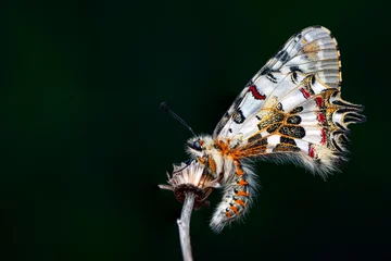 Gordijnen Macro shots, Beautiful nature scene. Closeup beautiful butterfly (Eastern Festoon) sitting on the flower in a summer garden. © blackdiamond67