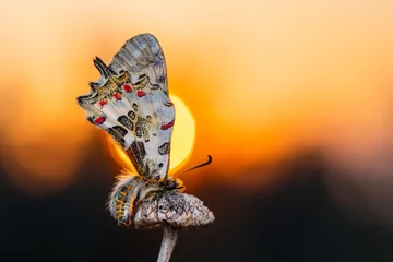 Gordijnen Macro shots, Beautiful nature scene. Closeup beautiful butterfly (Eastern Festoon) sitting on the flower in a summer garden. © blackdiamond67