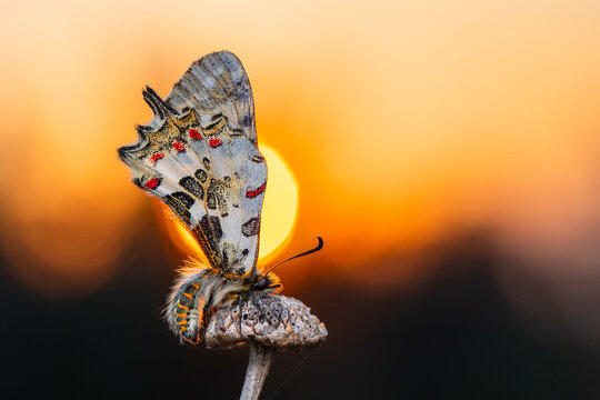 Macro shots, Beautiful nature scene. Closeup beautiful butterfly (Eastern Festoon) sitting on the flower in a summer garden.