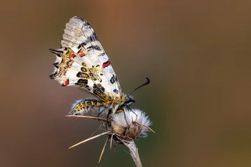 Gordijnen Macro shots, Beautiful nature scene. Closeup beautiful butterfly (Eastern Festoon) sitting on the flower in a summer garden. © blackdiamond67