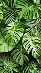 Tropical Monstera Leaf Background