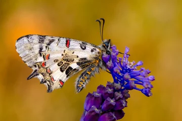 Gordijnen Macro shots, Beautiful nature scene. Closeup beautiful butterfly (Eastern Festoon) sitting on the flower in a summer garden. © blackdiamond67