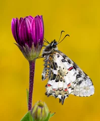 Gordijnen Macro shots, Beautiful nature scene. Closeup beautiful butterfly (Eastern Festoon) sitting on the flower in a summer garden. © blackdiamond67