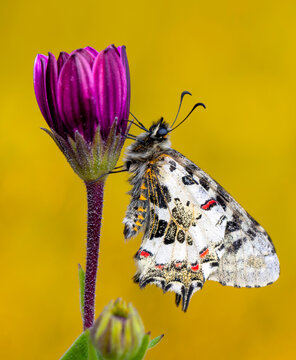 Macro shots, Beautiful nature scene. Closeup beautiful butterfly (Eastern Festoon) sitting on the flower in a summer garden.