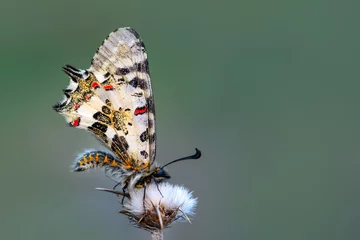 Gordijnen Macro shots, Beautiful nature scene. Closeup beautiful butterfly (Eastern Festoon) sitting on the flower in a summer garden. © blackdiamond67